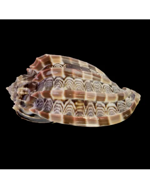 Harpa Cabriti