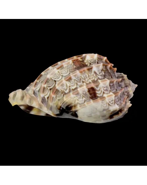 Harpa Cabriti