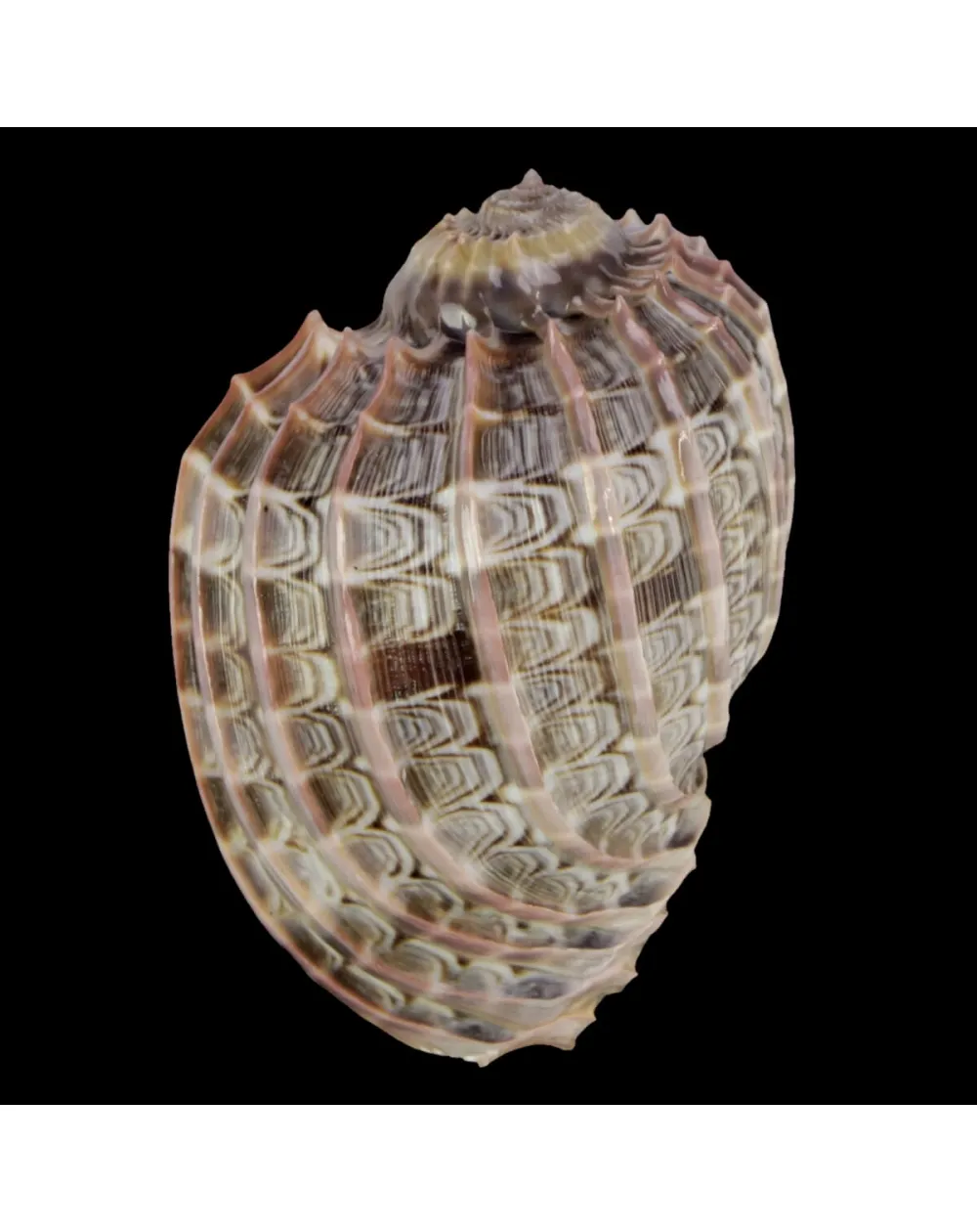 Harpa Cabriti