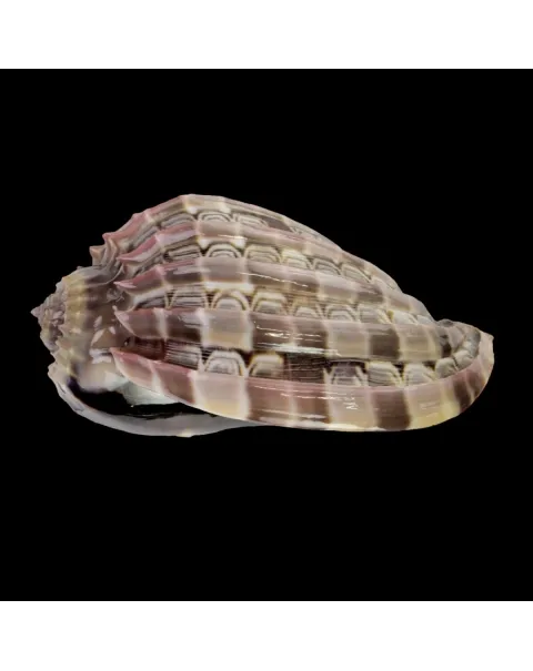 Harpa Cabriti