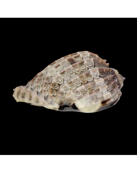 Harpa Cabriti
