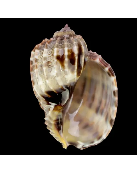 Harpa Cabriti