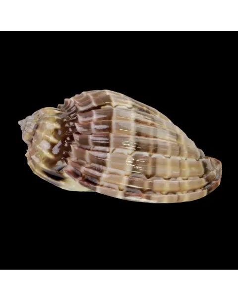 Harpa Cabriti Multicostata