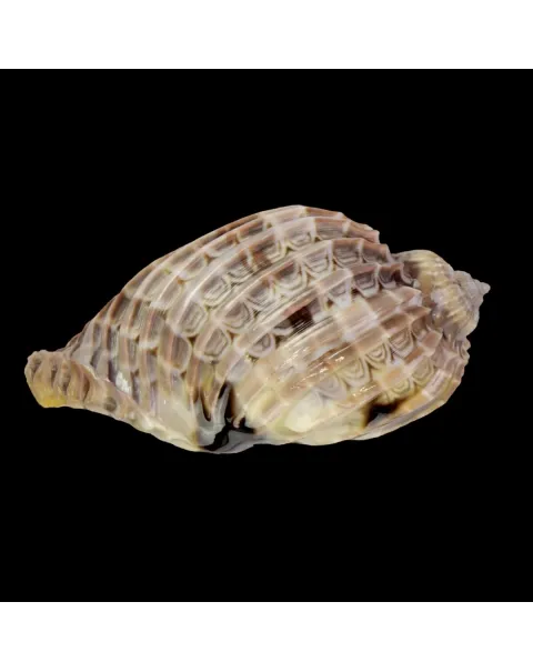 Harpa Cabriti Multicostata