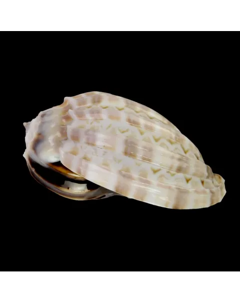 Harpa Cabriti White