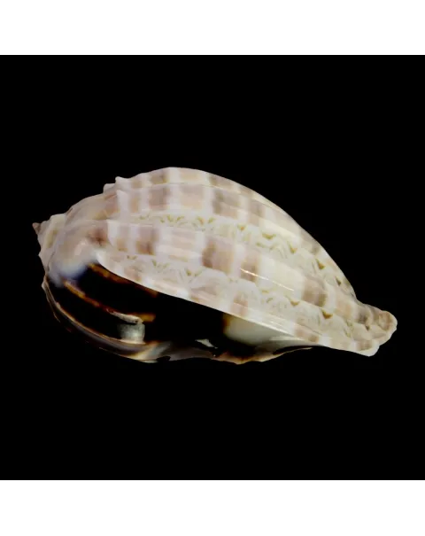 Harpa Cabriti White