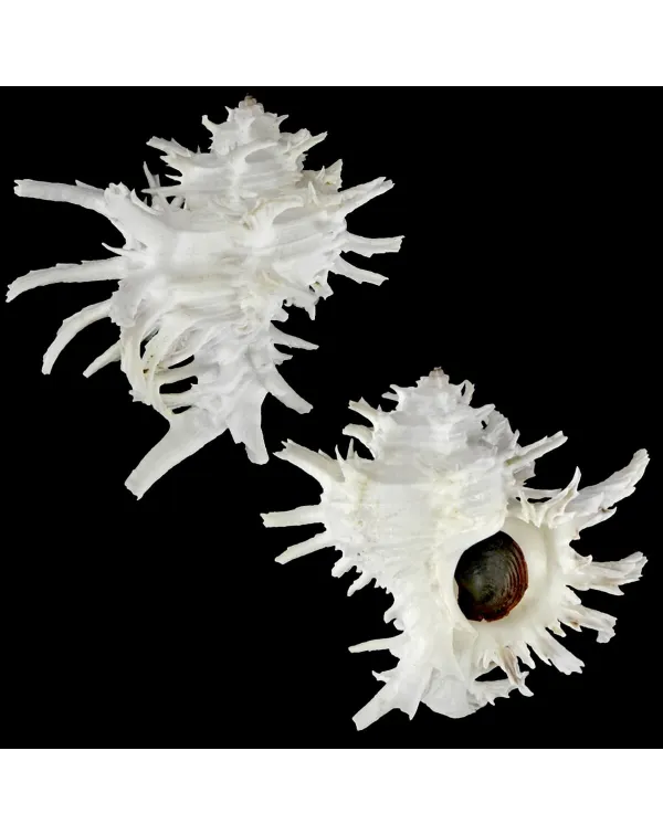 Hexaplex Cichoreum 
