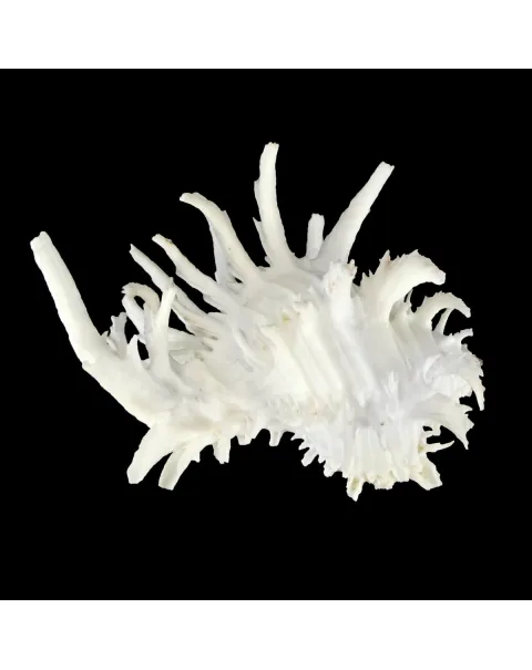 Hexaplex Cichoreum 
