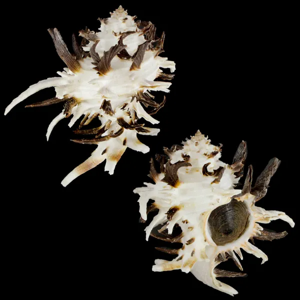 Hexaplex Cichoreum