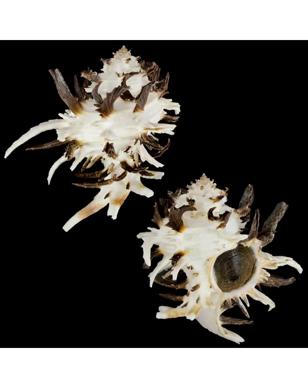 Hexaplex Cichoreum