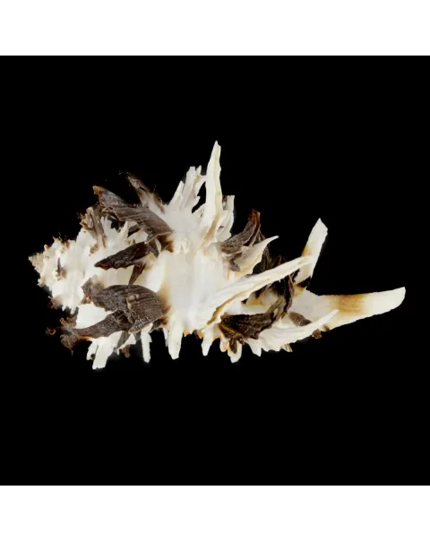 Hexaplex Cichoreum