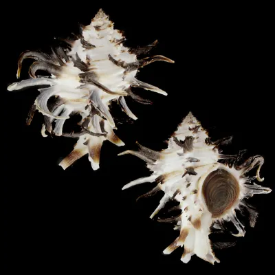 Hexaplex Cichoreum