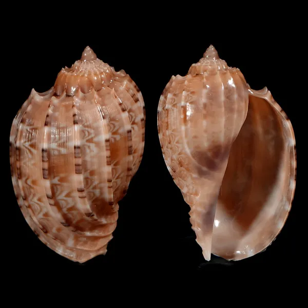 Harpa Kajiyamai