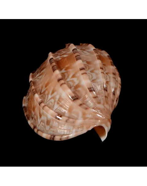 Harpa Kajiyamai