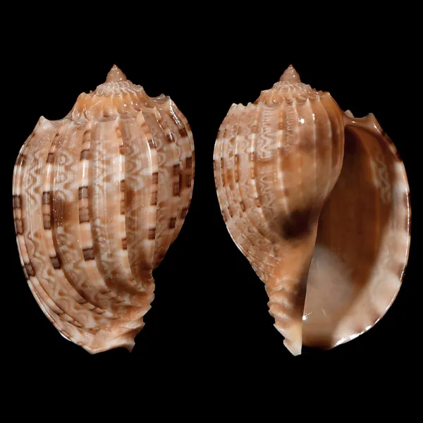 Harpa Kajiyamai