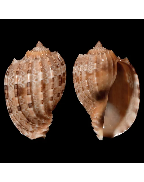 Harpa Kajiyamai