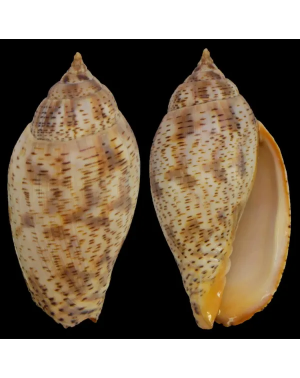 Harpulina Lapponica