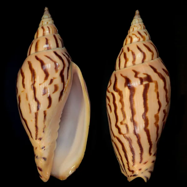 Harpulina Lapponica Loroisi