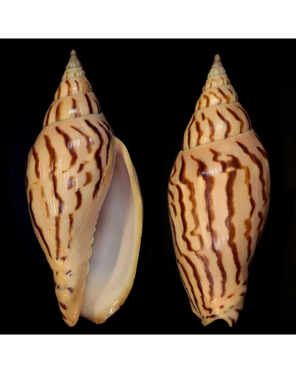 Harpulina Lapponica Loroisi