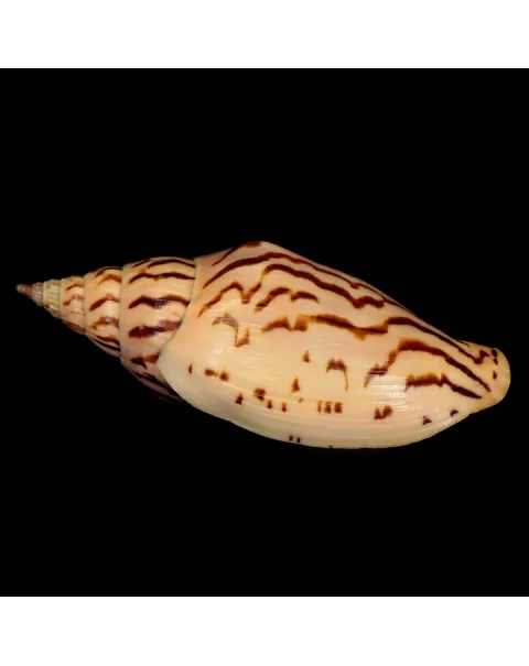 Harpulina Lapponica Loroisi