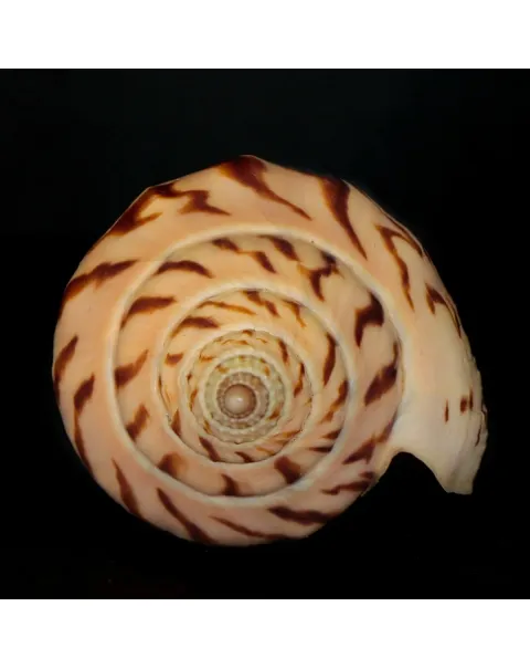 Harpulina Lapponica Loroisi