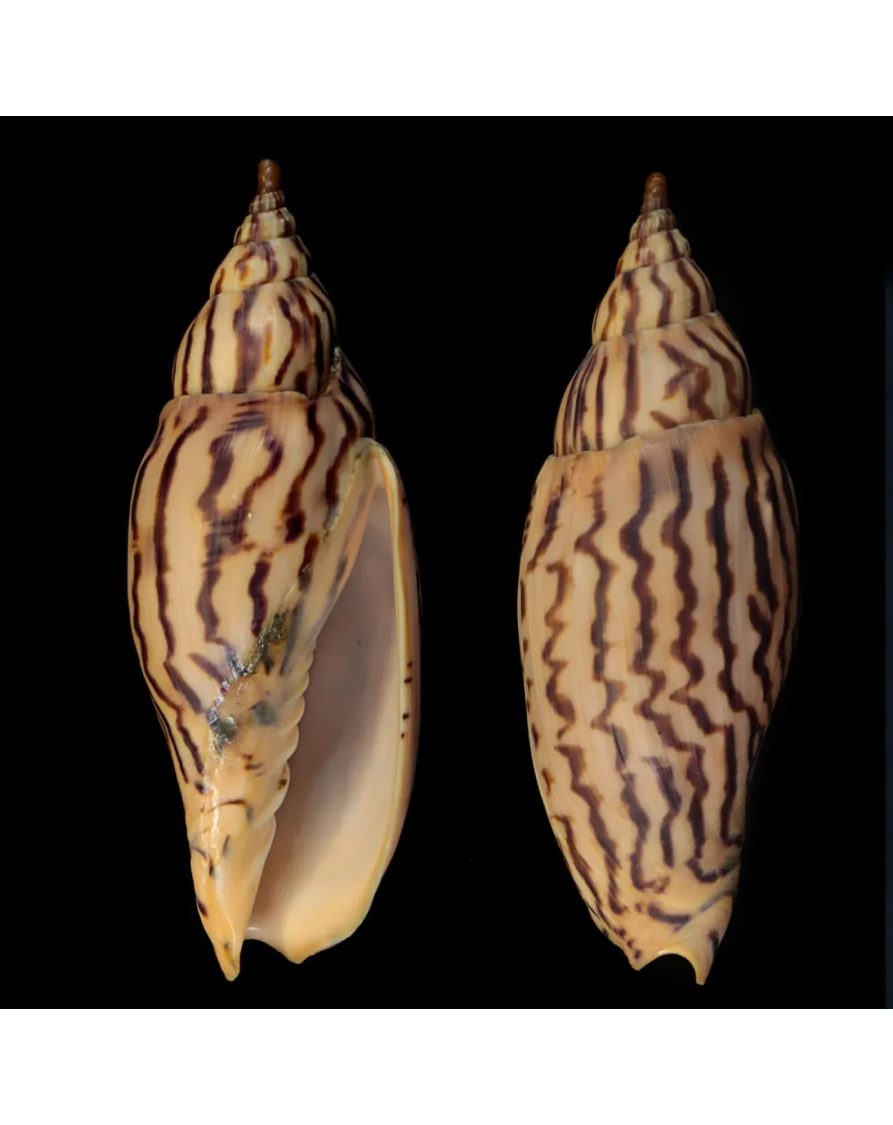 Harpulina Lapponica Loroisi