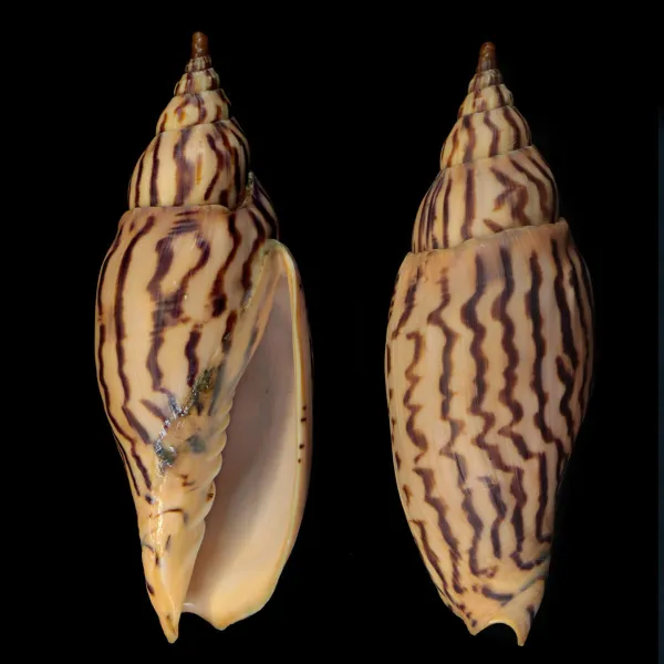 Harpulina Lapponica Loroisi