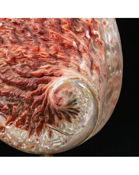 Haliotis Midae su base