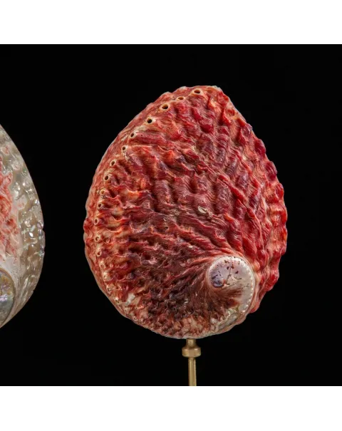 Haliotis Midae su base