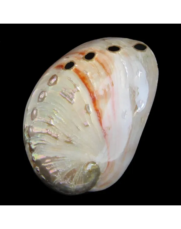 Haliotis Rufescens