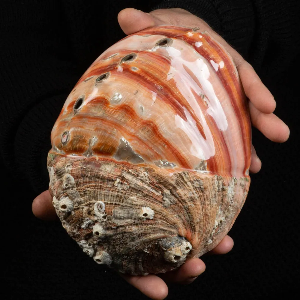 Conchiglia di Abalone rosso: Haliotis Rufescens "Swainson, 1822"
