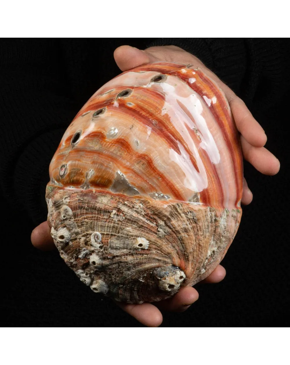 Conchiglia di Abalone rosso: Haliotis Rufescens "Swainson, 1822"