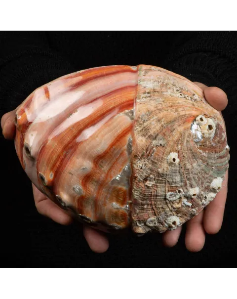 Conchiglia di Abalone rosso: Haliotis Rufescens "Swainson, 1822"