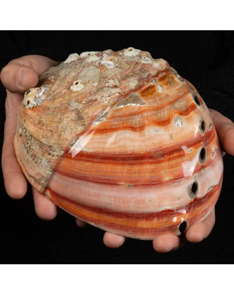 Conchiglia di Abalone rosso: Haliotis Rufescens "Swainson, 1822"