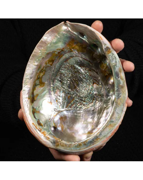 Conchiglia di Abalone rosso: Haliotis Rufescens "Swainson, 1822"
