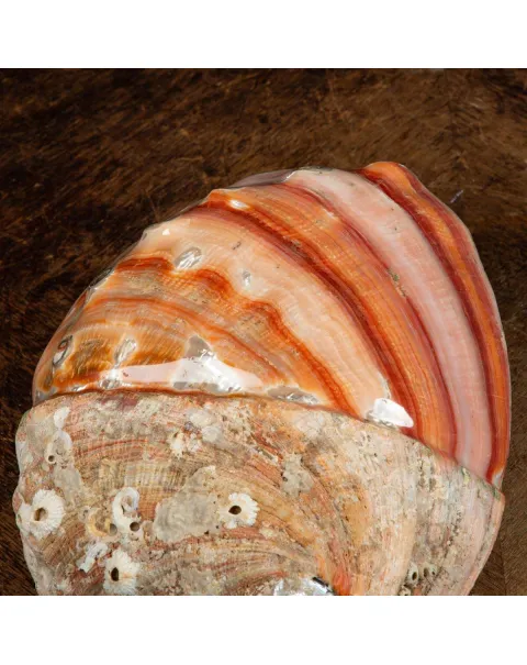 Conchiglia di Abalone rosso: Haliotis Rufescens "Swainson, 1822"