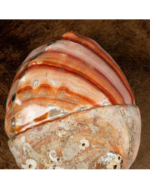 Conchiglia di Abalone rosso: Haliotis Rufescens "Swainson, 1822"