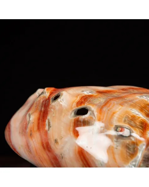 Conchiglia di Abalone rosso: Haliotis Rufescens "Swainson, 1822"