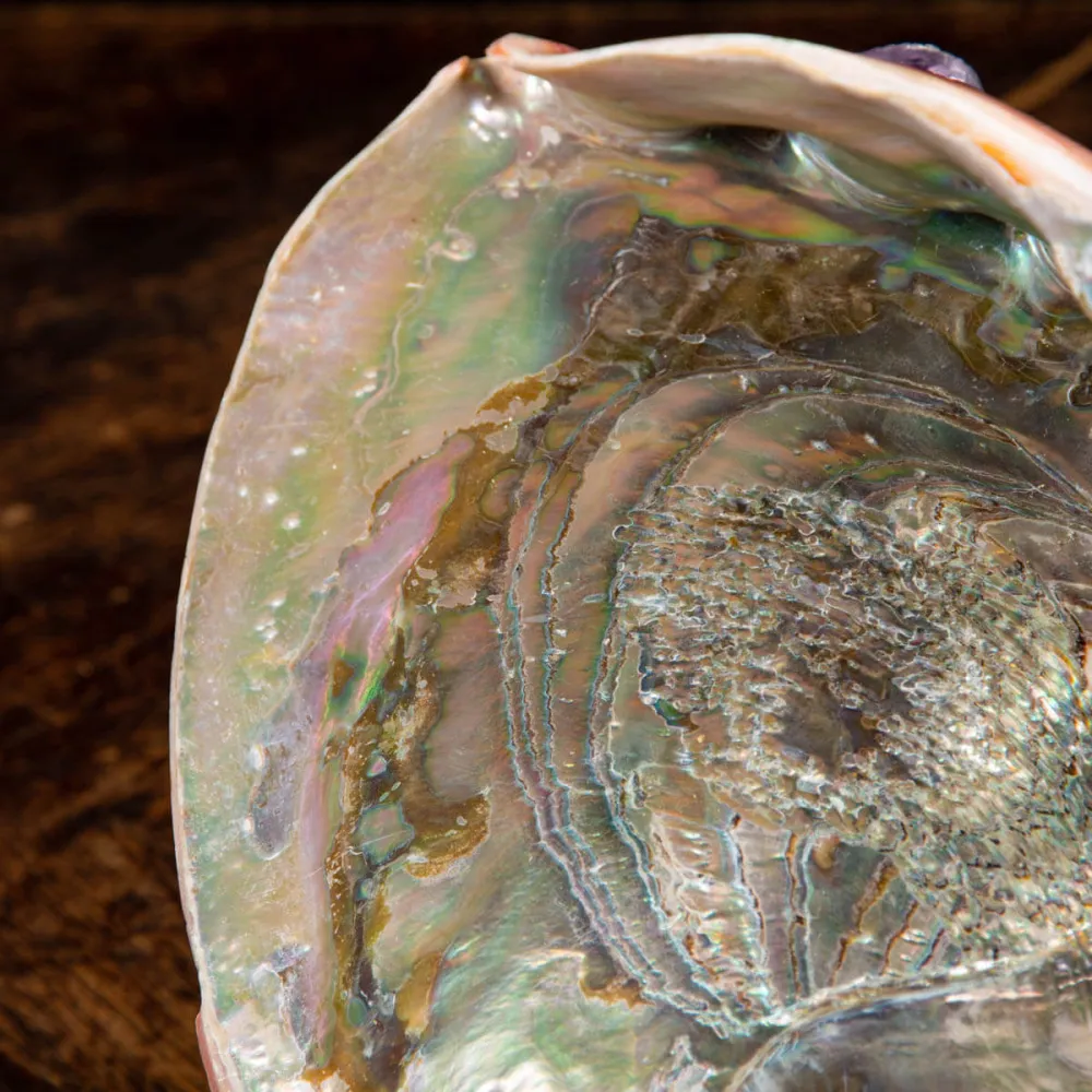Coquille d'Abalone Rouge : Haliotis Rufescens "Swainson, 1822" - HRC-08