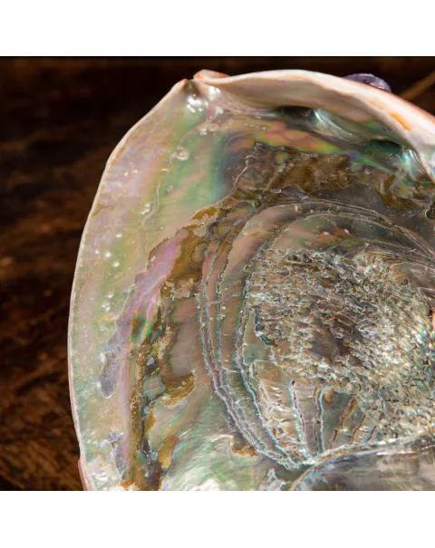 Conchiglia di Abalone rosso: Haliotis Rufescens "Swainson, 1822"