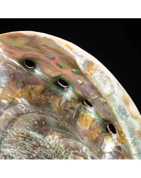 Conchiglia di Abalone rosso: Haliotis Rufescens "Swainson, 1822"