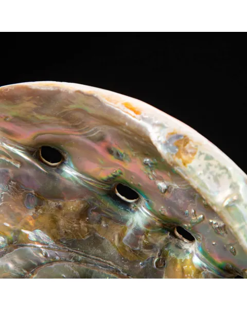Conchiglia di Abalone rosso: Haliotis Rufescens "Swainson, 1822"