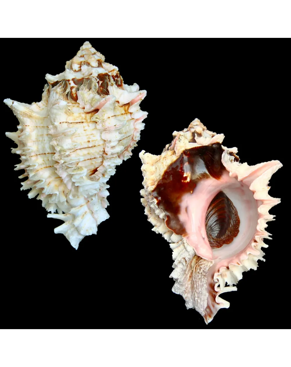 Hexaplex Regius