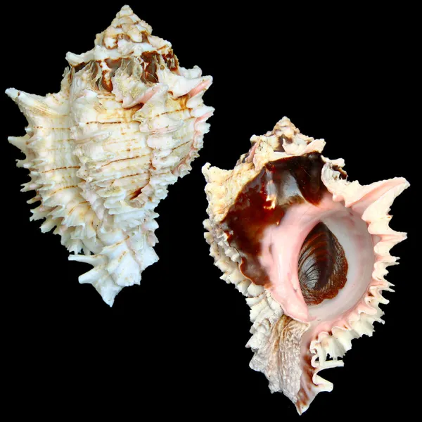 Hexaplex Regius