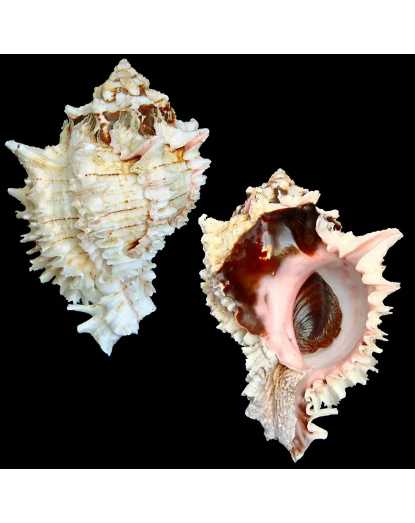 Hexaplex Regius