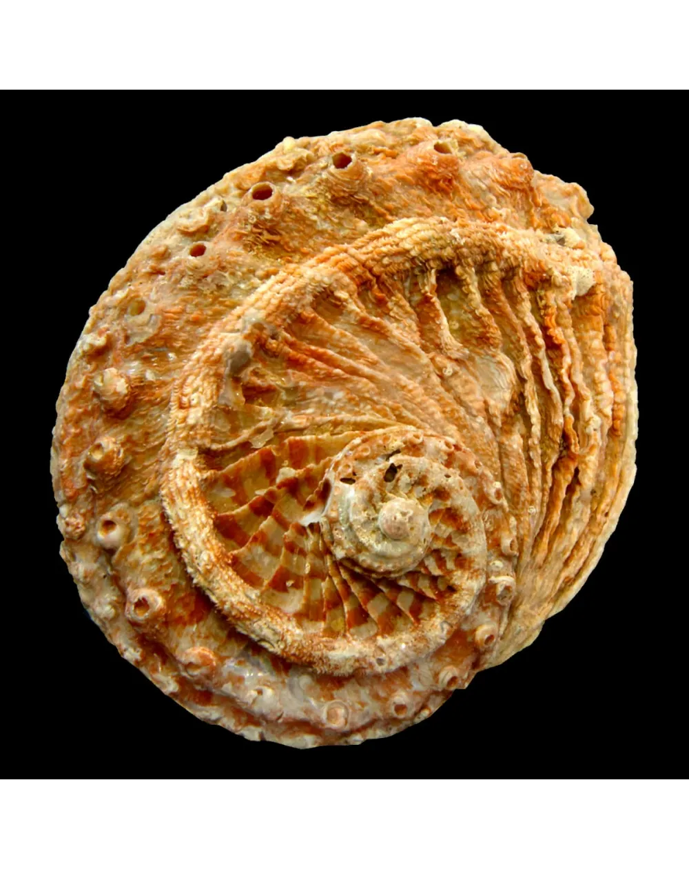 Haliotis Scalaris
