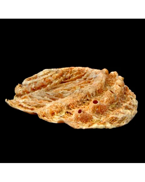 Haliotis Scalaris