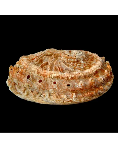 Haliotis Scalaris