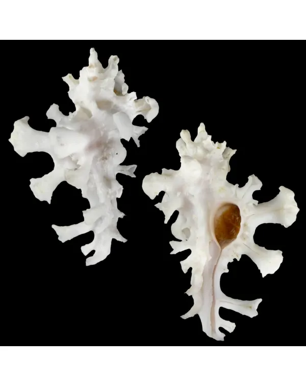 Homalocantha Zamboi