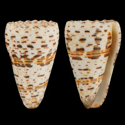 Conus Imperialis Fuscatus